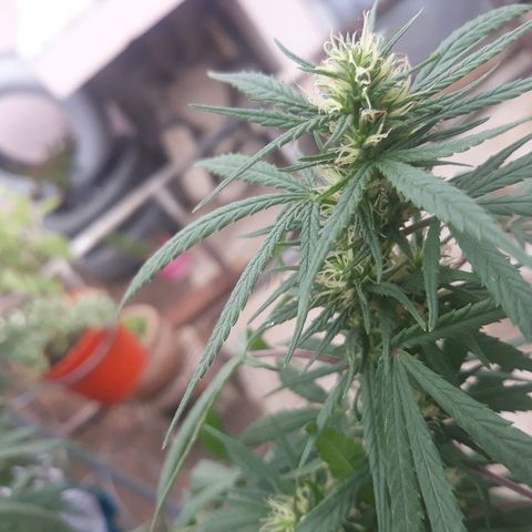 Genética desconocida growlog photo: El 8 de abril empeze a dar engorde de cogollos linea namaste trico+ 