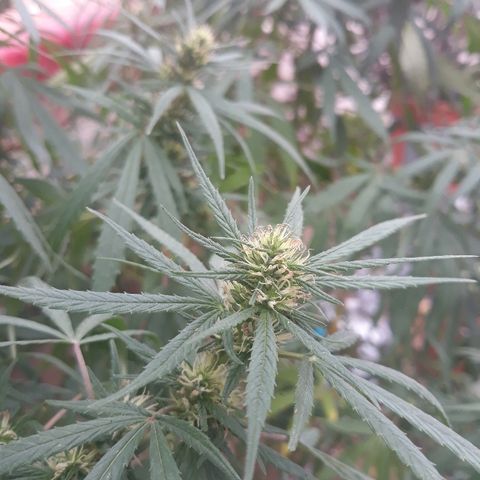 Genética desconocida growlog photo: El 8 de abril empeze a dar engorde de cogollos linea namaste trico+ 