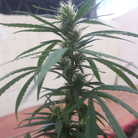Genética desconocida growlog photo: El 8 de abril empeze a dar engorde de cogollos linea namaste trico+ 