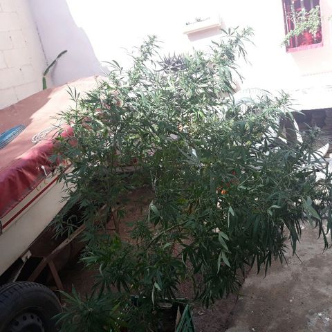Genética desconocida growlog photo: Torcida por la tormenta