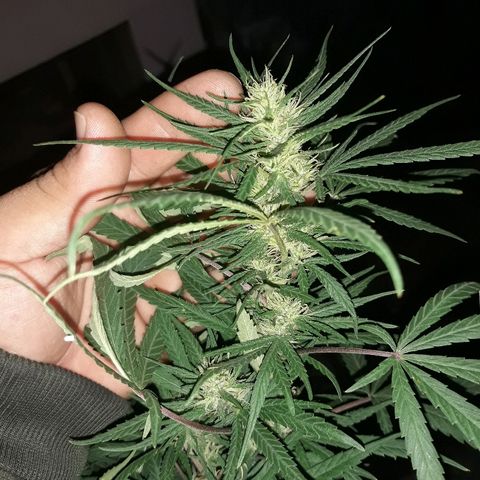 Genética desconocida growlog photo: La chiquita de dios 🙌 van tomando cuerpos sus cocos 🌺🥰