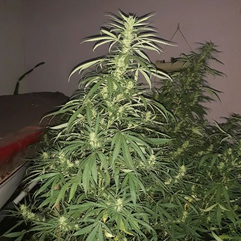 Genética desconocida growlog photo: La chiquita de dios 🙌 van tomando cuerpos sus cocos 🌺🥰