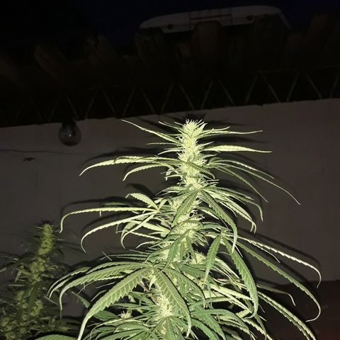 Genética desconocida growlog photo: La chiquita de dios 🙌 van tomando cuerpos sus cocos 🌺🥰