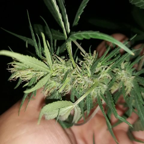 Genética desconocida growlog photo: La chiquita de dios 🙌 van tomando cuerpos sus cocos 🌺🥰