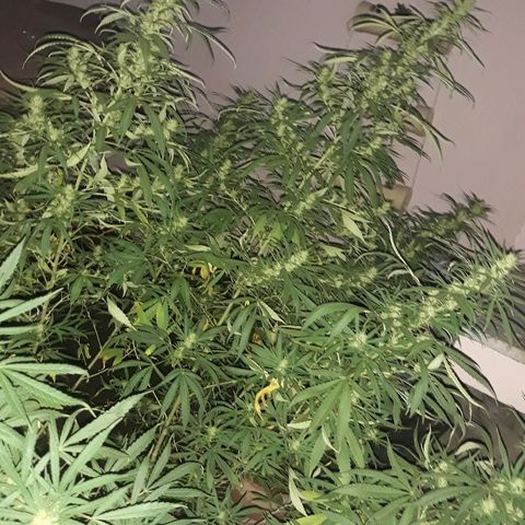 Genética desconocida growlog photo: La chiquita de dios 🙌 van tomando cuerpos sus cocos 🌺🥰