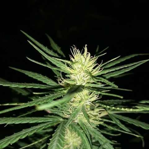 Genética desconocida growlog photo: La chiquita de dios 🙌 van tomando cuerpos sus cocos 🌺🥰