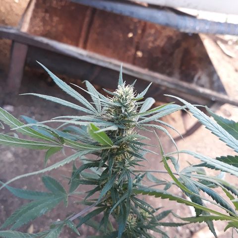 Genética desconocida growlog timeline photo