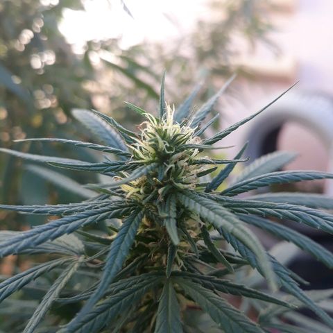 Genética desconocida growlog timeline photo