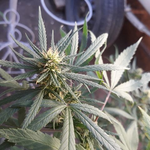 Genética desconocida growlog timeline photo