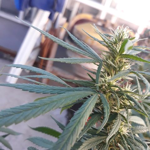 Genética desconocida growlog timeline photo