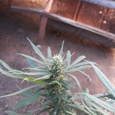 Genética desconocida growlog timeline photo