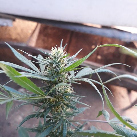 Genética desconocida growlog timeline photo