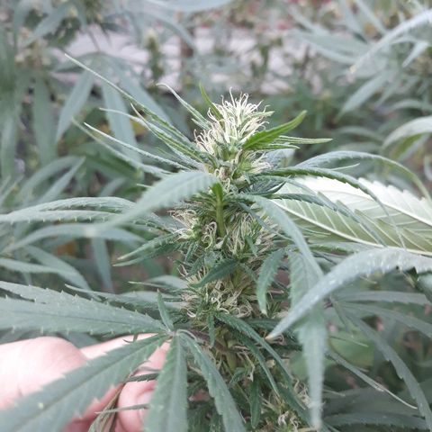 Genética desconocida growlog photo: 5ta semana de floracion 2da vez que le echo trico+ y flora booster !(namaste )