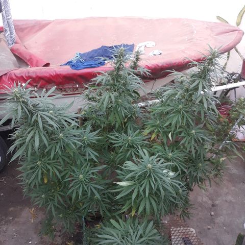 Genética desconocida growlog photo: 5ta semana de floracion 2da vez que le echo trico+ y flora booster !(namaste )