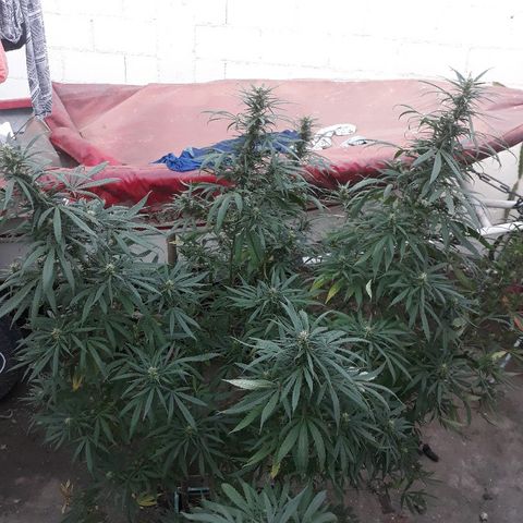 Genética desconocida growlog photo: 5ta semana de floracion 2da vez que le echo trico+ y flora booster !(namaste )