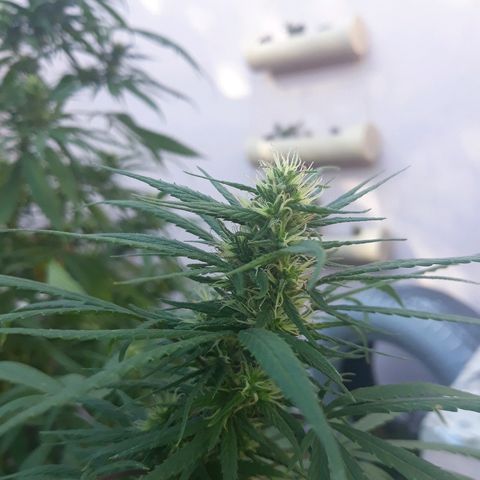 Genética desconocida growlog timeline photo
