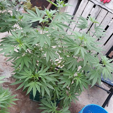 Genética desconocida growlog photo: Todavia ningun pelito blanco