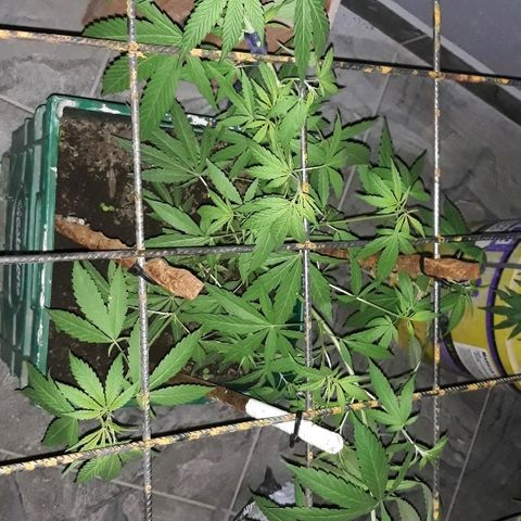 Genética desconocida growlog timeline photo