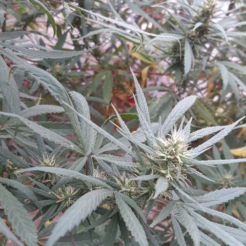 Genética desconocida growlog photo: 3er riego de melaza y flora booster !🌺🤩🍁🙌