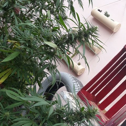 Genética desconocida growlog photo: 3er riego de melaza y flora booster !🌺🤩🍁🙌