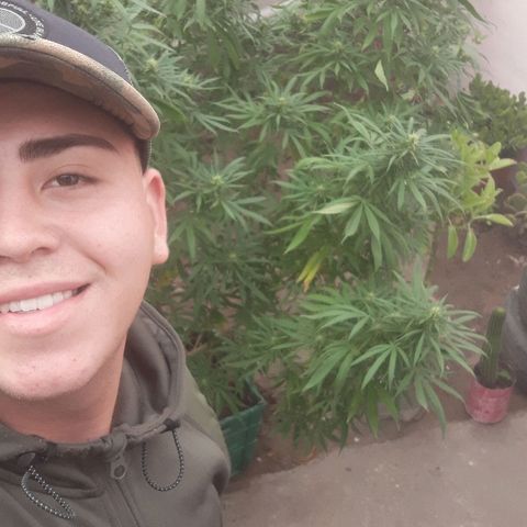 Genética desconocida growlog photo: 3er riego de melaza y flora booster !🌺🤩🍁🙌