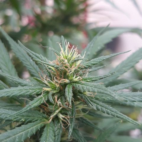 Genética desconocida growlog photo: 3er riego de melaza y flora booster !🌺🤩🍁🙌