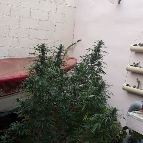 Genética desconocida growlog photo: 3er riego de melaza y flora booster !🌺🤩🍁🙌