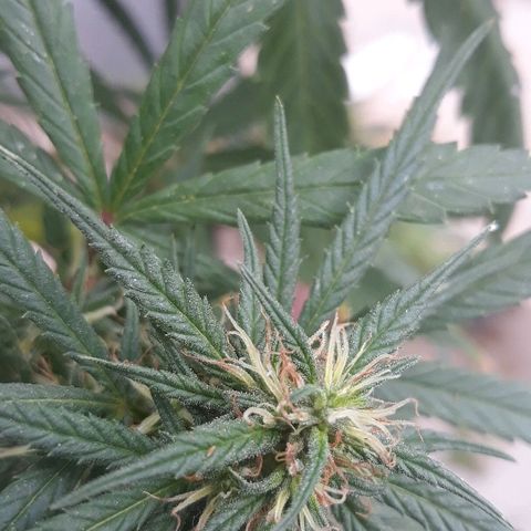 Genética desconocida growlog photo: 3er riego de melaza y flora booster !🌺🤩🍁🙌