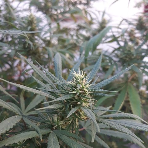 Genética desconocida growlog photo: 5ta🙌🤩 semana de flora veo un cambio en sus flores van tomando mas cuerpo pero le falta madures a los cocos 
