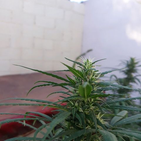 Genética desconocida growlog photo: 5ta🙌🤩 semana de flora veo un cambio en sus flores van tomando mas cuerpo pero le falta madures a los cocos 