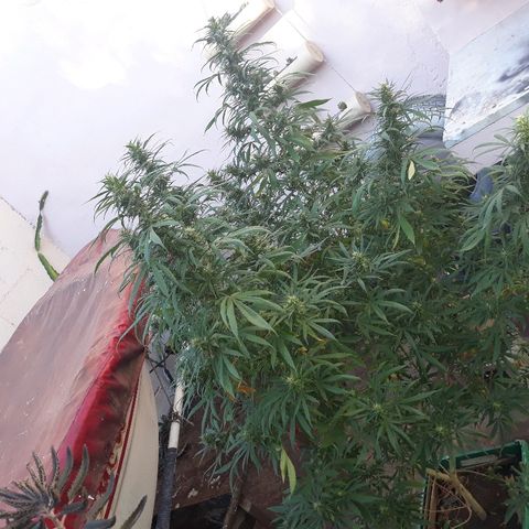 Genética desconocida growlog photo: 5ta🙌🤩 semana de flora veo un cambio en sus flores van tomando mas cuerpo pero le falta madures a los cocos 