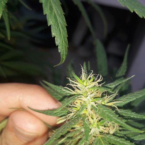 Genética desconocida growlog photo: Va Aumentando tricomas la chiquita 🙌🤩