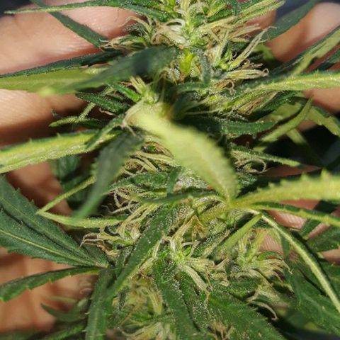 Genética desconocida growlog photo: Va Aumentando tricomas la chiquita 🙌🤩