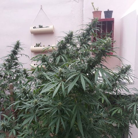 Genética desconocida growlog photo: Va Aumentando tricomas la chiquita 🙌🤩