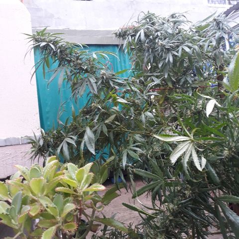 Genética desconocida growlog photo: Hoy la tuve que atar las ramas mayores a 2 palos porque por la lluvia se me calleron pero no se quebro nada de nada !🙏🙌  
