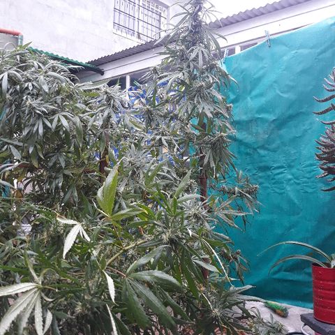 Genética desconocida growlog photo: Hoy la tuve que atar las ramas mayores a 2 palos porque por la lluvia se me calleron pero no se quebro nada de nada !🙏🙌  