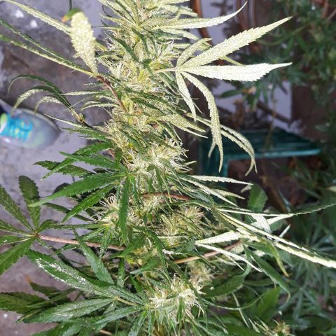 Genética desconocida growlog photo: Hoy la tuve que atar las ramas mayores a 2 palos porque por la lluvia se me calleron pero no se quebro nada de nada !🙏🙌  