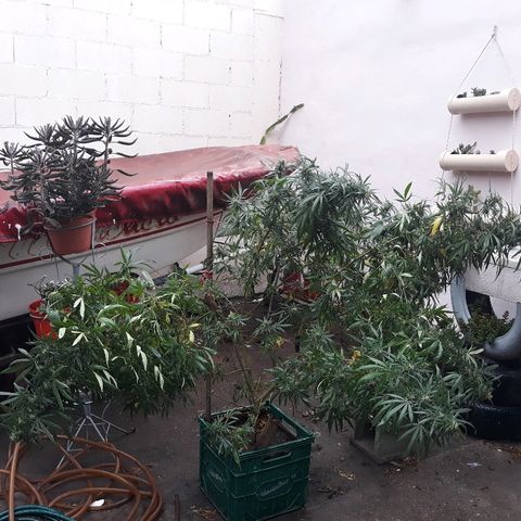 Genética desconocida growlog photo: Hoy la tuve que atar las ramas mayores a 2 palos porque por la lluvia se me calleron pero no se quebro nada de nada !🙏🙌  