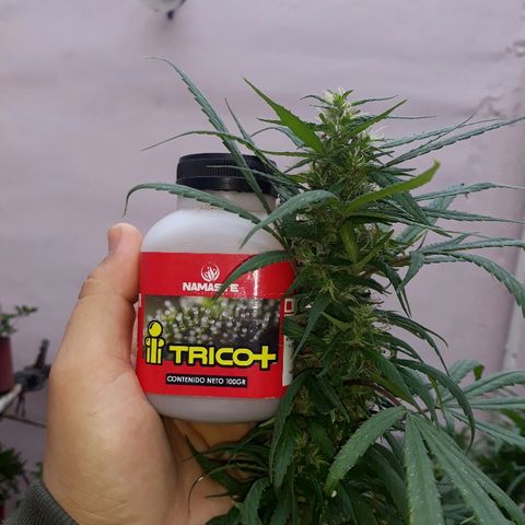 Genética desconocida growlog photo: Hoy empieza la 6ta semana de floracion y le toca el 4to riego de namaste trico+ y booster flora 