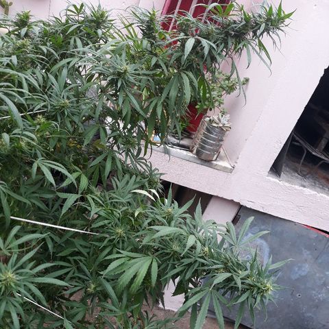 Genética desconocida growlog photo: Hoy empieza la 6ta semana de floracion y le toca el 4to riego de namaste trico+ y booster flora 