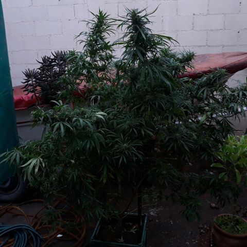 Genética desconocida growlog photo: Hoy empieza la 6ta semana de floracion y le toca el 4to riego de namaste trico+ y booster flora 