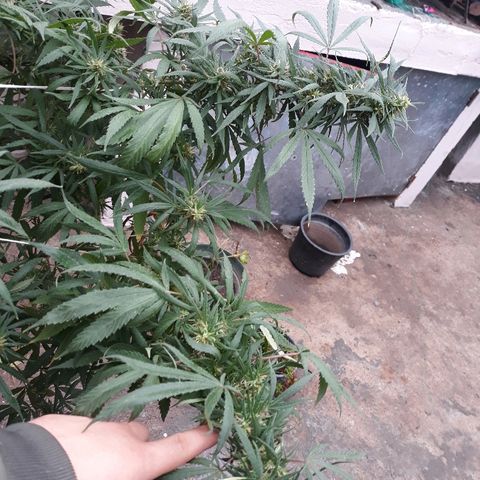 Genética desconocida growlog photo: Hoy empieza la 6ta semana de floracion y le toca el 4to riego de namaste trico+ y booster flora 