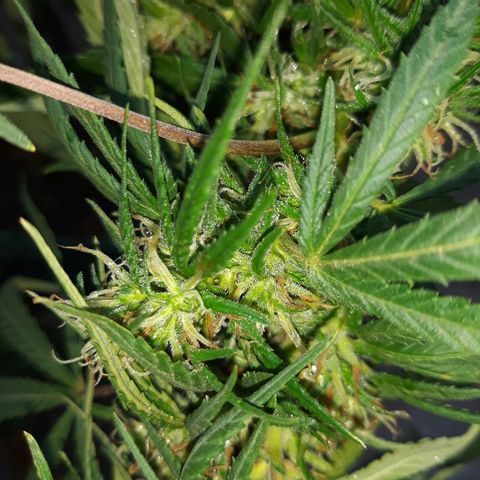 Genética desconocida growlog photo: Hoy empieza la 6ta semana de floracion y le toca el 4to riego de namaste trico+ y booster flora 