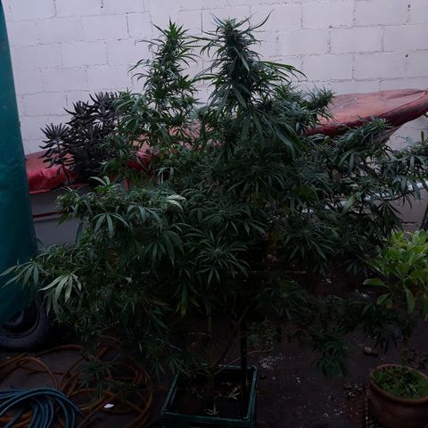 Genética desconocida growlog timeline photo