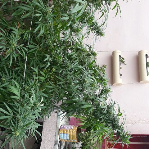 Genética desconocida growlog photo: Hoy empieza la 6ta semana de floracion y le toca el 4to riego de namaste trico+ y booster flora 