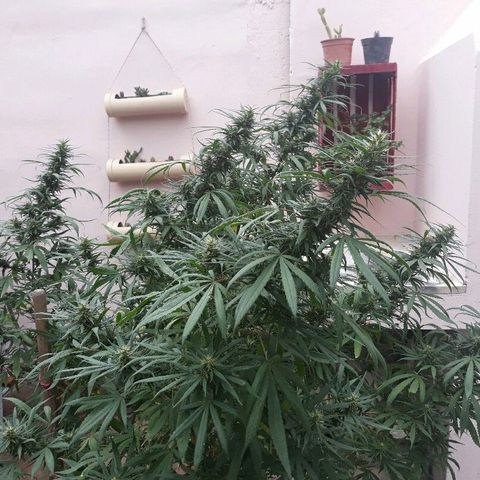 Genética desconocida growlog timeline photo