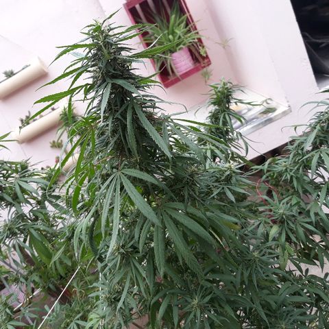 Genética desconocida growlog photo: Hoy agarre y le ate todas las ramas y la abri para que tome mas sol el tallo y engorde los cocos 