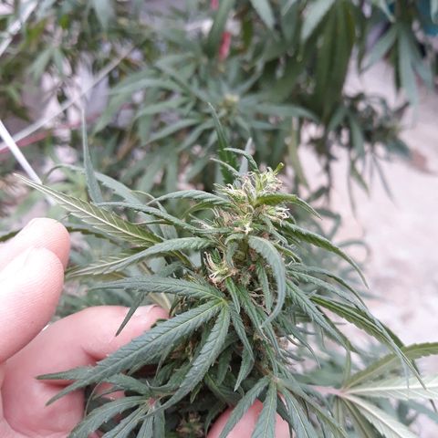 Genética desconocida growlog photo: Hoy agarre y le ate todas las ramas y la abri para que tome mas sol el tallo y engorde los cocos 