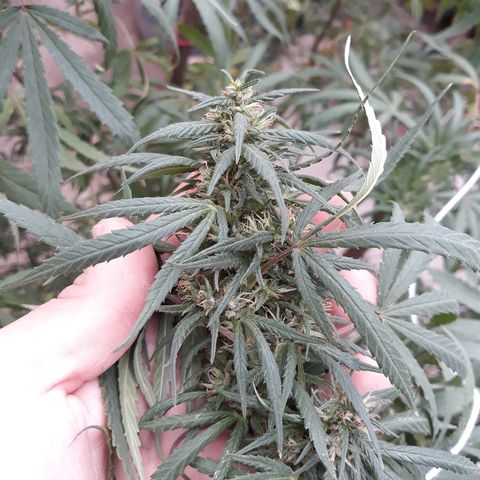 Genética desconocida growlog photo: Hoy agarre y le ate todas las ramas y la abri para que tome mas sol el tallo y engorde los cocos 