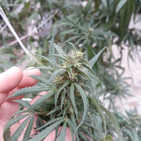 Genética desconocida growlog photo: Hoy agarre y le ate todas las ramas y la abri para que tome mas sol el tallo y engorde los cocos 